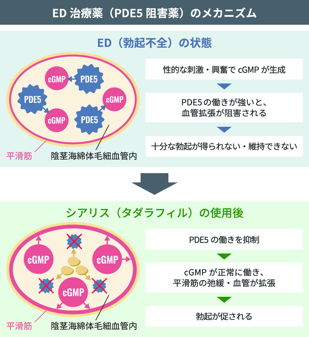 図解でED治療薬「シアリス」のメカニズムを説明しているところ