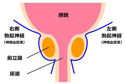 勃起神経のイメージ