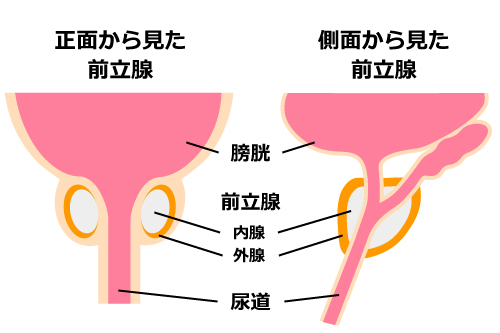 前立腺の断面図