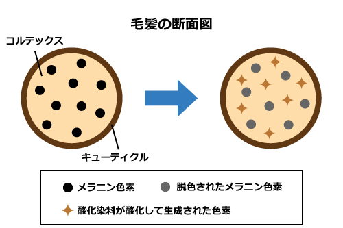 永久染毛剤の染まり方