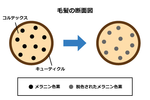 脱色剤の染まり方