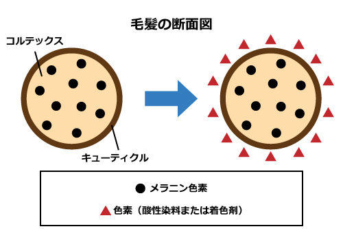 一時染毛料の染まり方