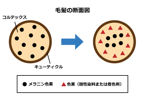 半永久染毛料の染まり方